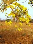 Cassia abbreviata