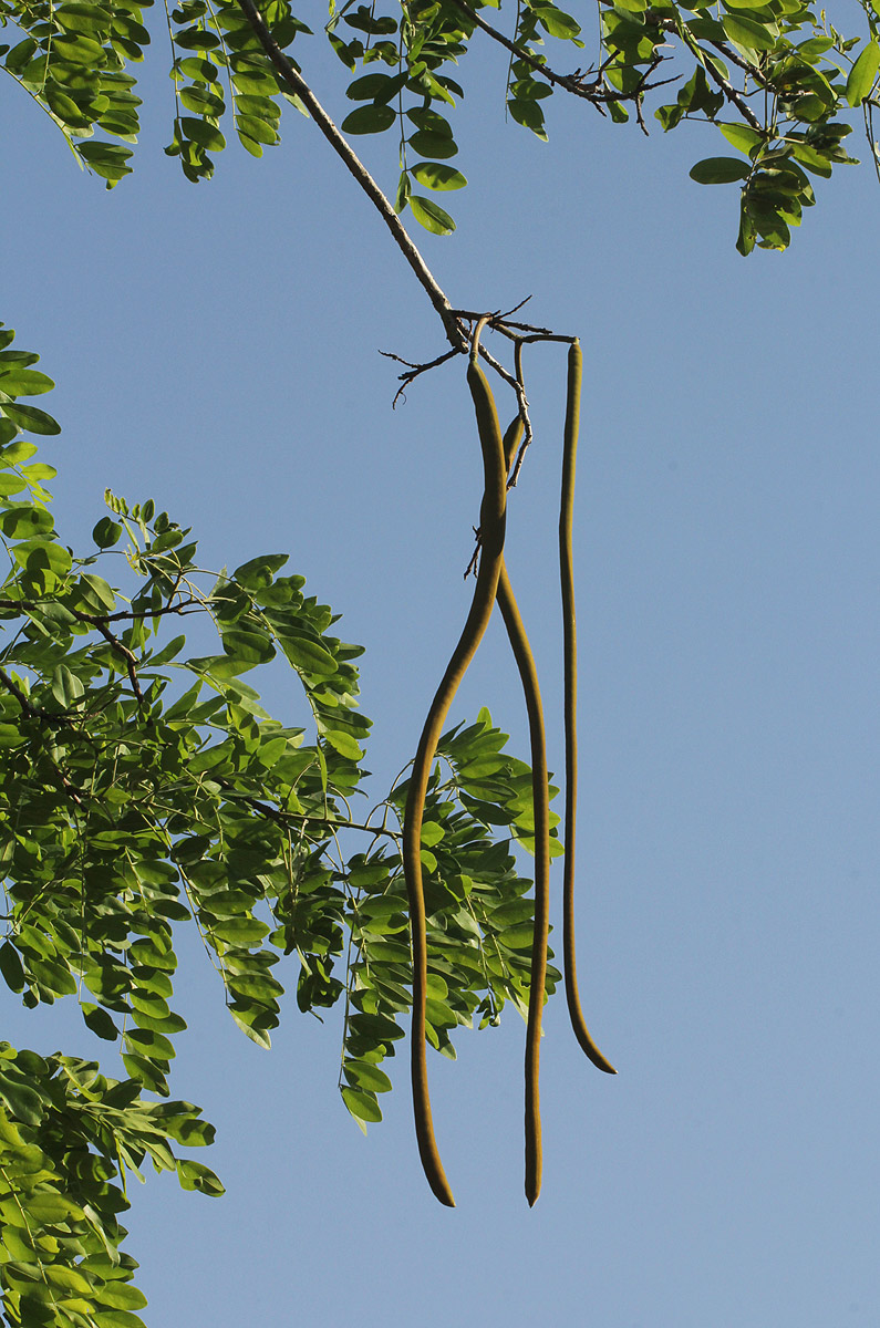 Cassia abbreviata