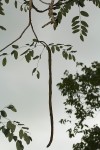 Cassia abbreviata