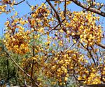 Cassia abbreviata