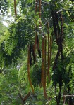 Cassia abbreviata