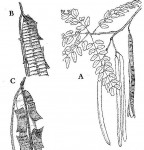 Cassia abbreviata