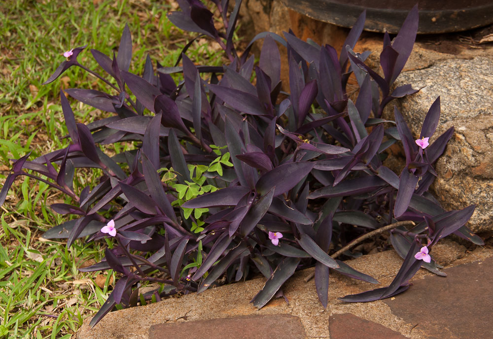 Tradescantia pallida