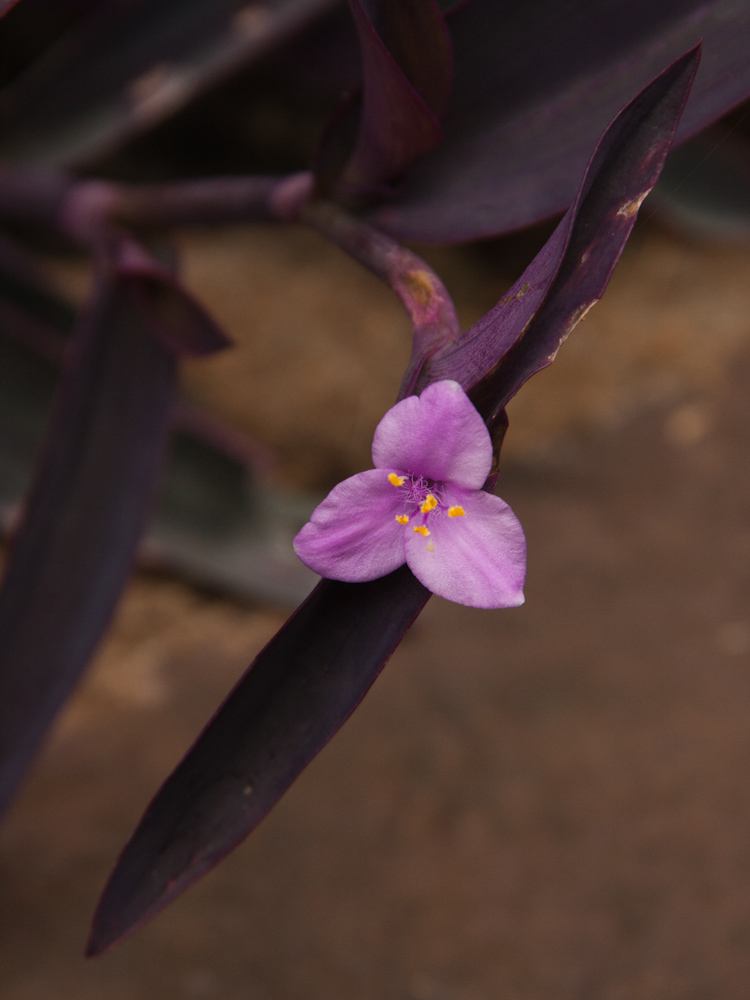 Tradescantia pallida