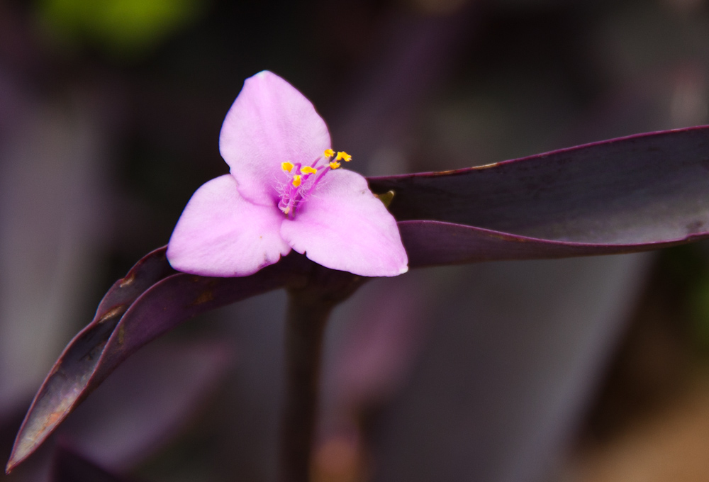 Tradescantia pallida