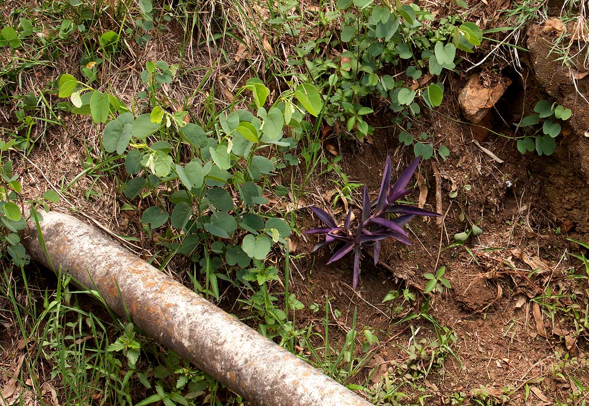 Tradescantia pallida