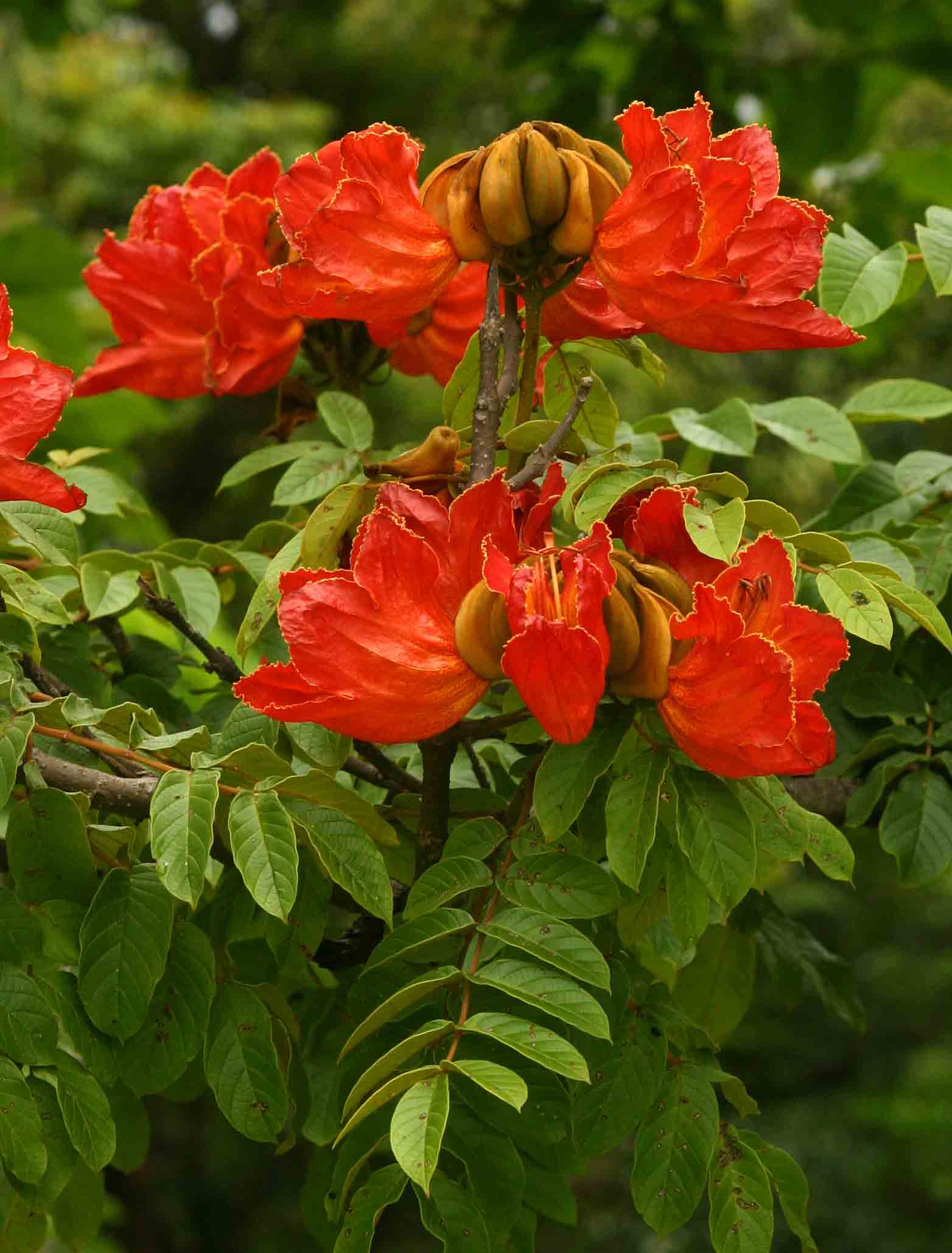 Spathodea campanulata subsp. nilotica