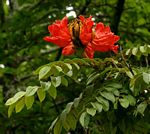 Spathodea campanulata subsp. nilotica