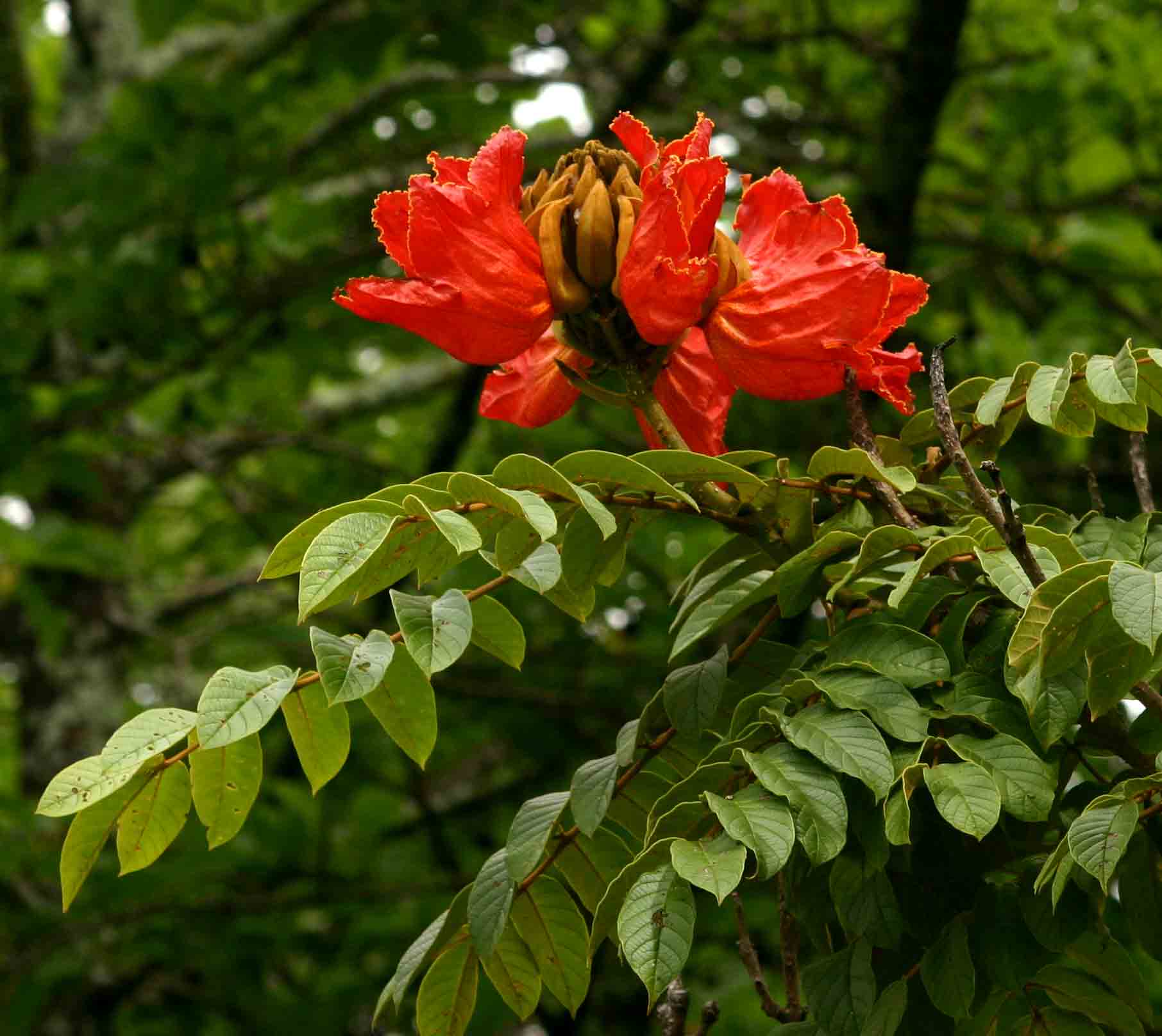 Spathodea campanulata subsp. nilotica