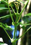 Spathodea campanulata subsp. nilotica