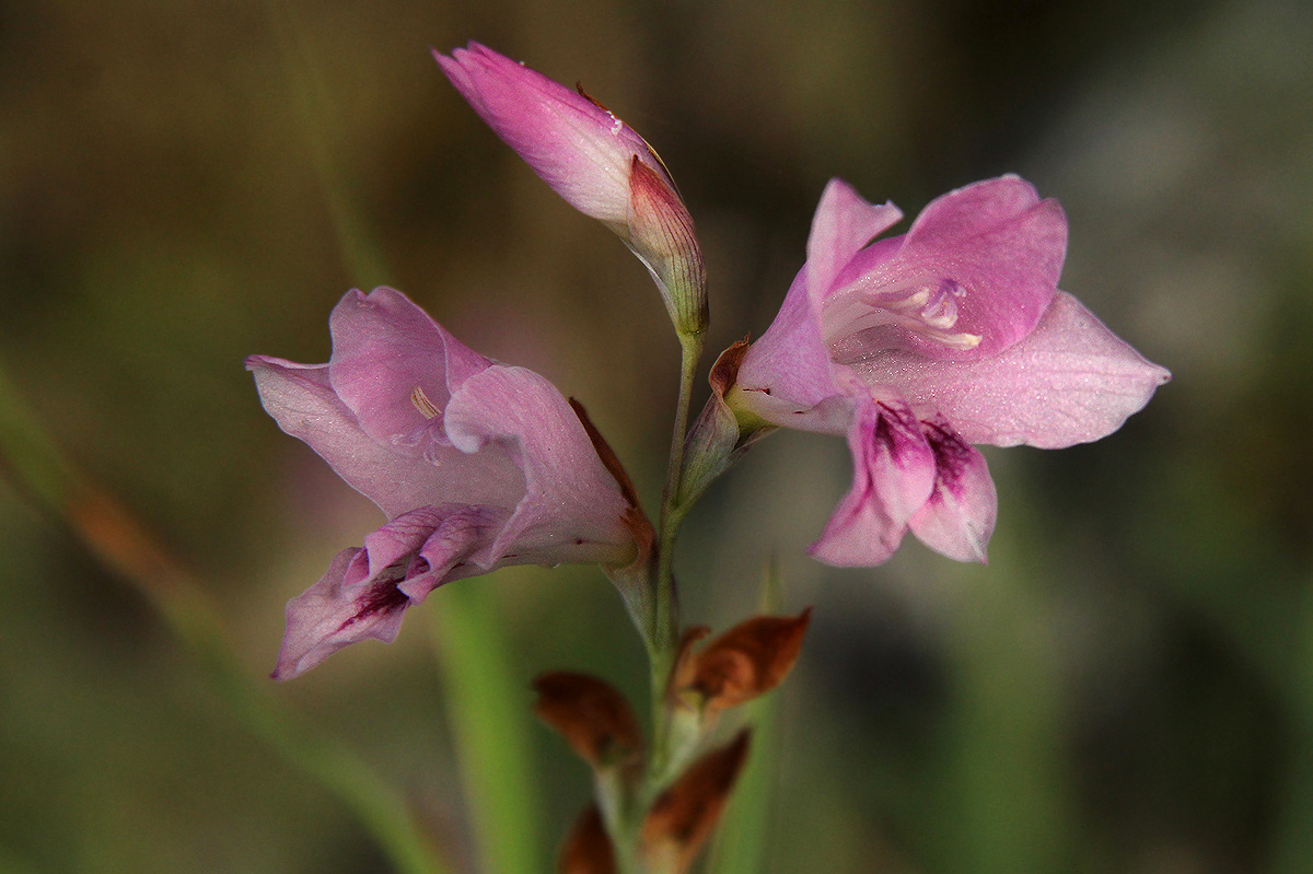 Gladiolus crassifolius Gladiolus crassifolius