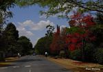 Brachychiton acerifolius