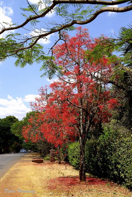 Brachychiton acerifolius