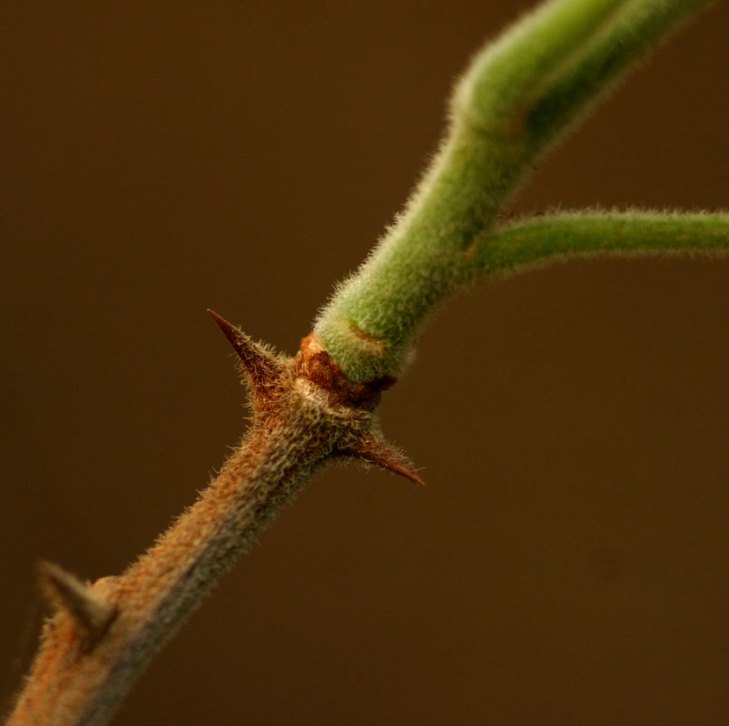 Harrisonia abyssinica