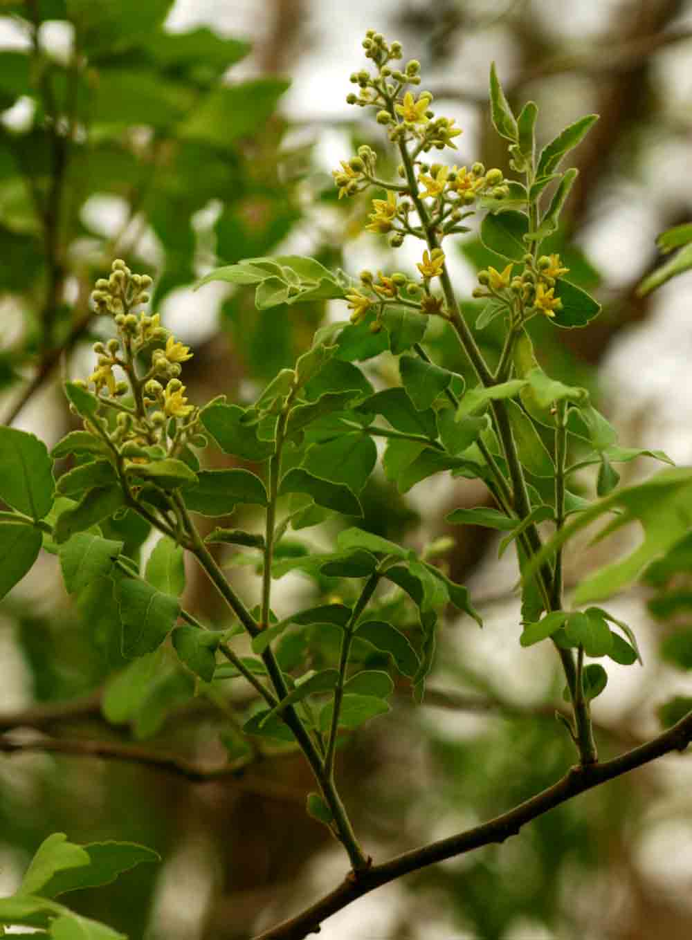 Harrisonia abyssinica