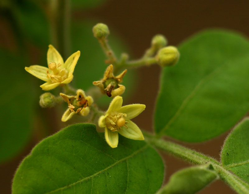 Harrisonia abyssinica