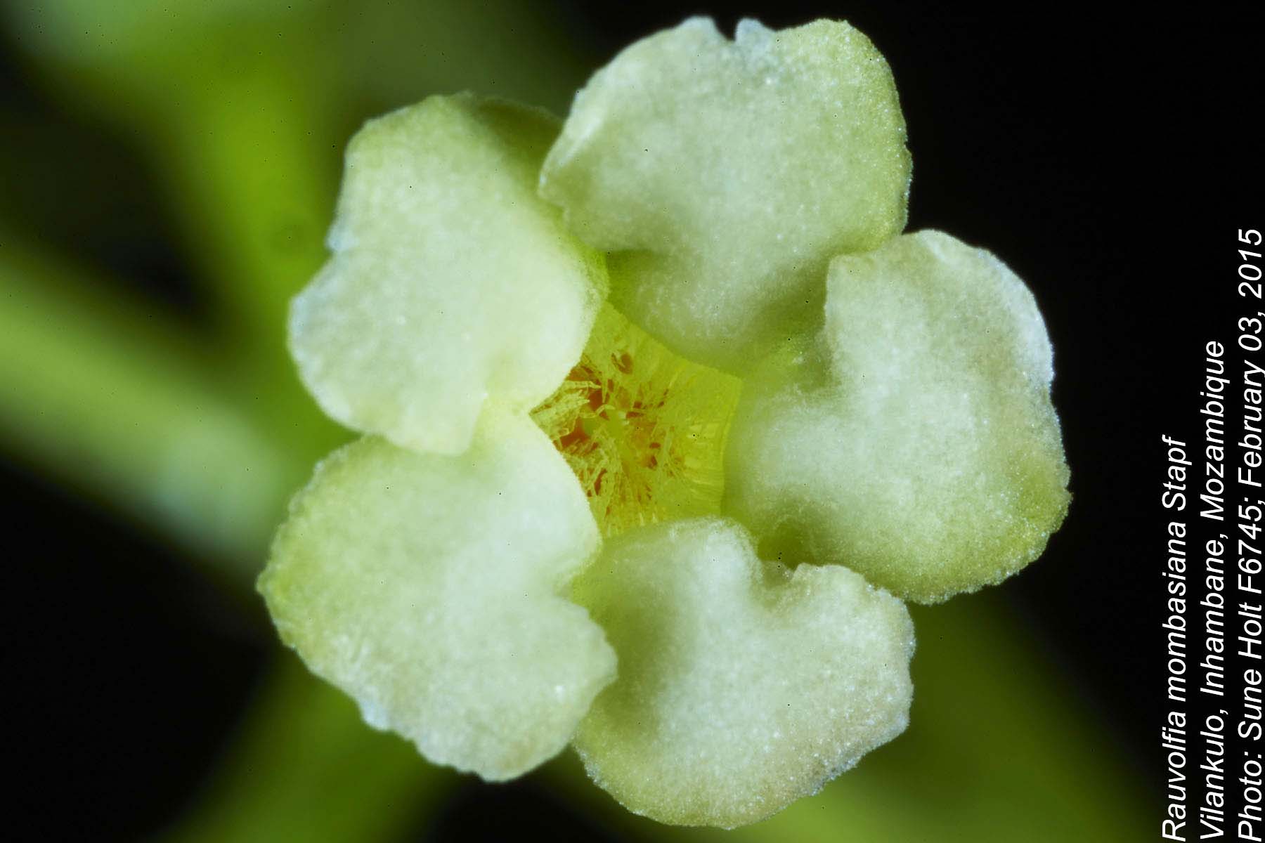 Rauvolfia mombasiana Rauvolfia mombasiana