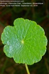 Hydrocotyle bonariensis