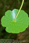 Hydrocotyle bonariensis