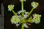 Hydrocotyle bonariensis