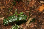 Asplenium normale