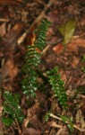 Asplenium normale