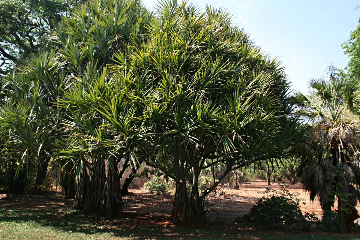 Pandanus utilis Pandanus utilis