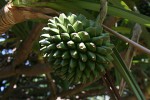 Pandanus utilis