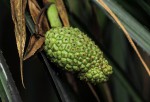 Pandanus livingstonianus