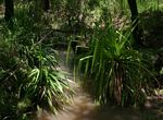 Pandanus livingstonianus