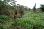 Pandanus livingstonianus