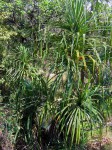 Pandanus livingstonianus