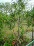 Pandanus livingstonianus