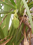 Pandanus livingstonianus