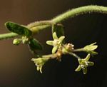 Cynanchum schistoglossum