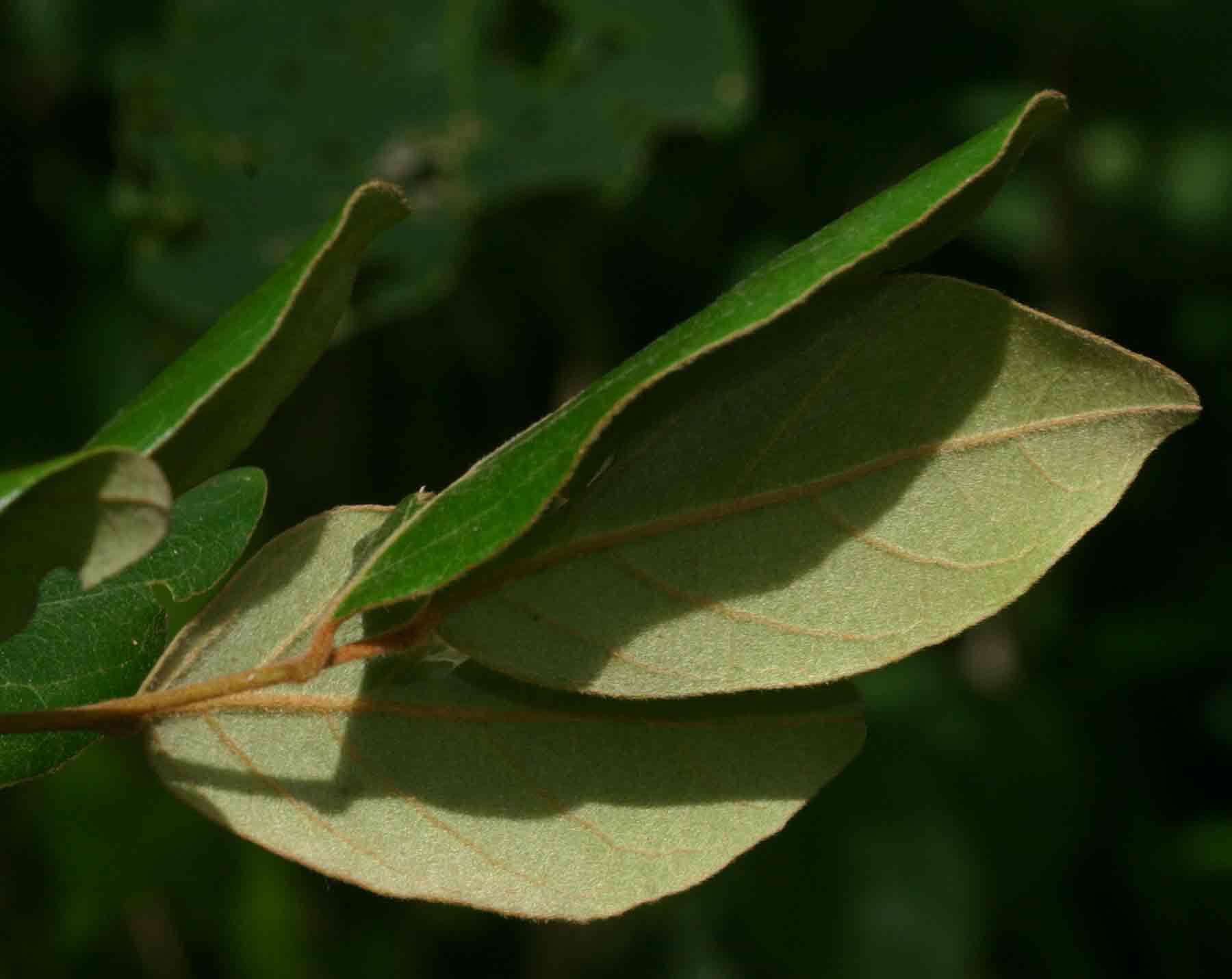 Diospyros verrucosa