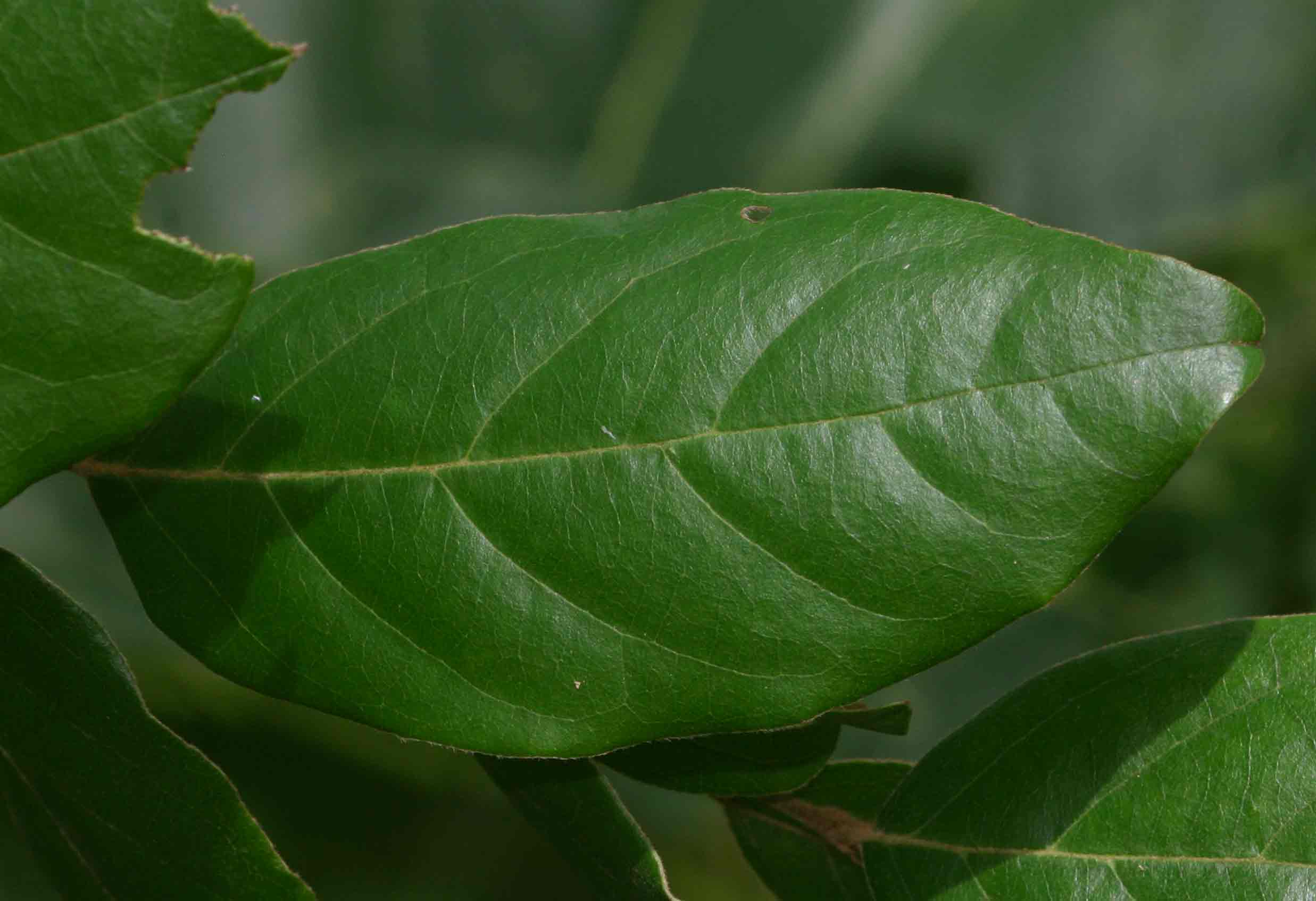 Diospyros verrucosa