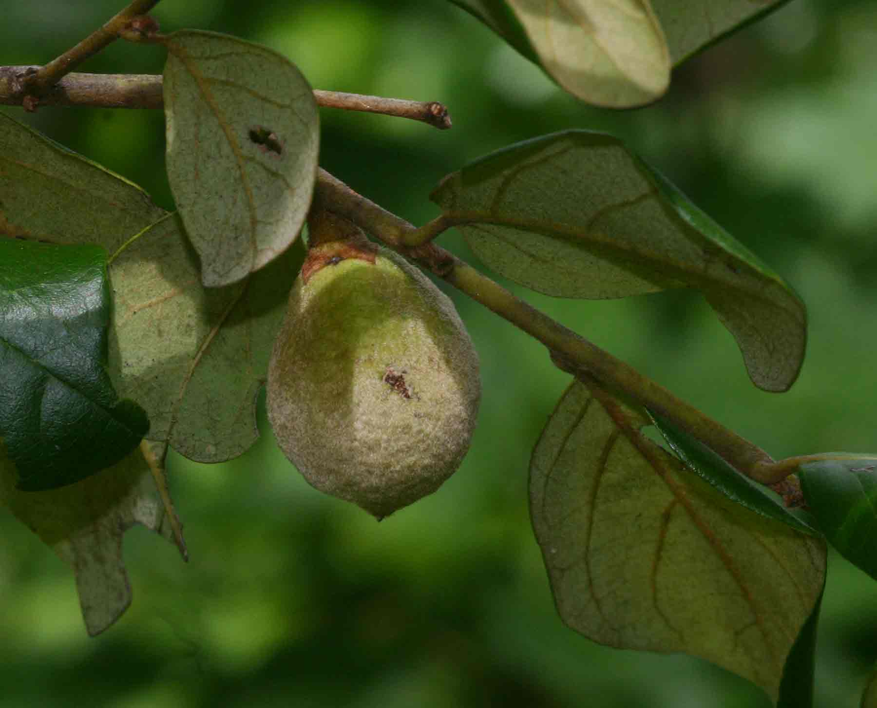 Diospyros verrucosa