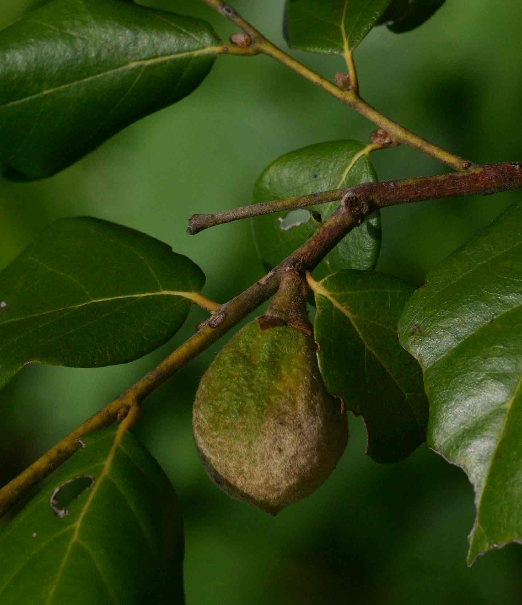 Diospyros verrucosa