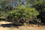 Gardenia volkensii subsp. volkensii var. volkensii