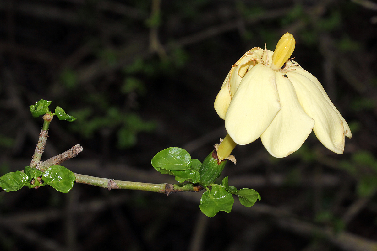 Gardenia volkensii subsp. volkensii var. volkensii