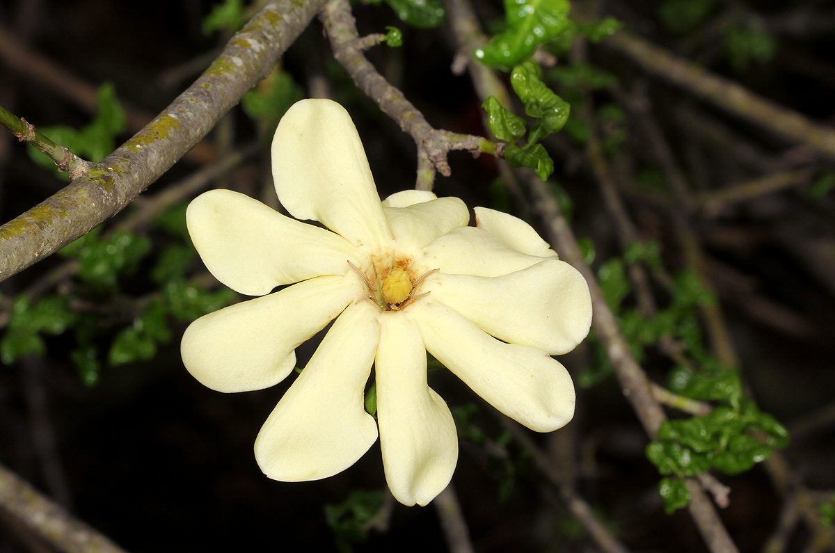 Gardenia volkensii subsp. volkensii var. volkensii