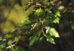 Gardenia volkensii subsp. volkensii var. volkensii