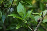 Gardenia volkensii subsp. volkensii var. volkensii