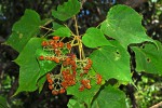 Dombeya acutangula