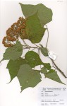 Dombeya acutangula