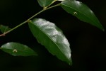 Rinorea angustifolia subsp. ardisiiflora