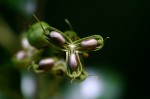 Rinorea angustifolia subsp. ardisiiflora