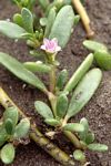 Sesuvium portulacastrum