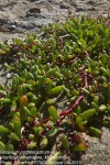 Sesuvium portulacastrum